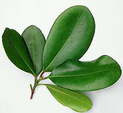 Manufacturers Exporters and Wholesale Suppliers of Bay Leaf Oil Kannauj Uttar Pradesh